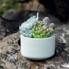 Succulent Candle In Pot