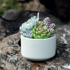 Succulent Candle In Pot